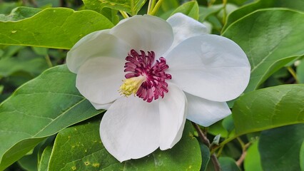 Magnolia sieboldii, or Siebold's magnolia, also known as Korean mountain magnolia and Oyama magnolia, is a species of Magnolia native to east Asia in China, Japan, and Korea.  © Andrii