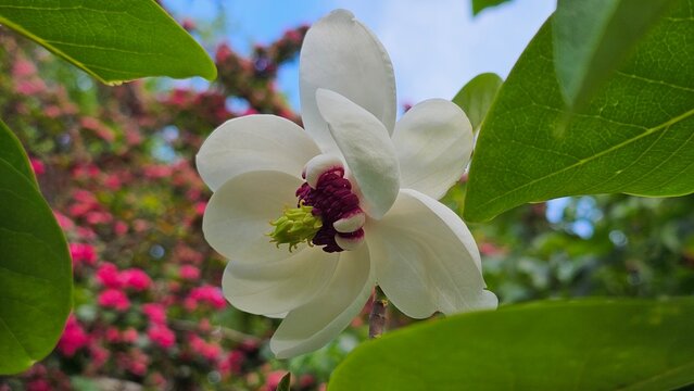 Magnolia sieboldii, or Siebold's magnolia, also known as Korean mountain magnolia and Oyama magnolia, is a species of Magnolia native to east Asia in China, Japan, and Korea. 
