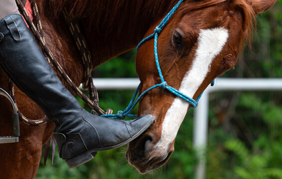 Close up of a Horse