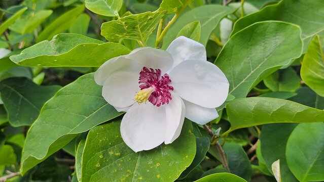 Magnolia sieboldii, or Siebold's magnolia, also known as Korean mountain magnolia and Oyama magnolia, is a species of Magnolia native to east Asia in China, Japan, and Korea. 
