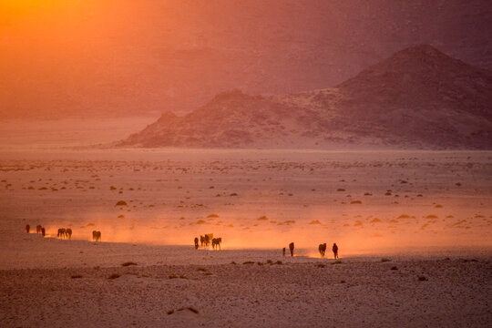 The ghosts of the Namib desert
