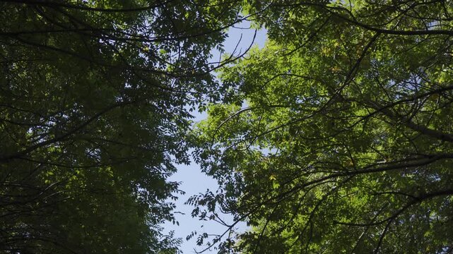 tree branches with green leaves and blue sky background ungraded bt2020 flat color hlg3 4k 24fps