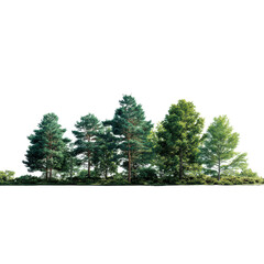 Fototapeta premium Mixed trees forest edge isolated with copy space
