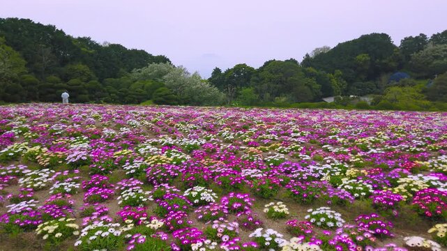 A colorful field of Livingstone daisies blooms in Nokonoshima Island Park in Japan during spring. This scenic landscape in April features rows of pink, purple, and white flowers.