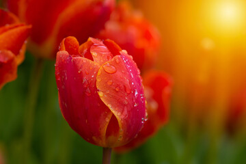 Fototapeta premium Pink tulips with water droplets. Pink tulips lit by sunlight..