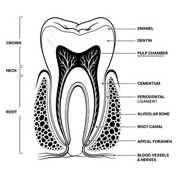Human tooth anatomy illustration with labeled parts black silhouette