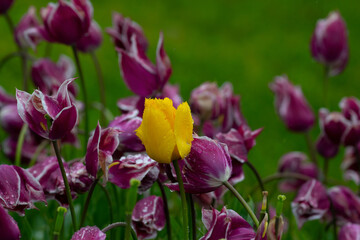 Obraz premium Purple tulips with water droplets. Purple tulips lit by sunlight.