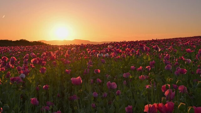 Schlafmohn (Papaver somniferum), bei  Sonnenaufgang, Sommer, Germerode, Geo Naturpark Frau-Holle-Land, Hoher Meissner, Hessen, Deutschland