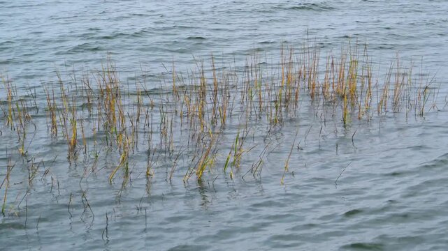 Georgia, USA. Yellow and green stems of emergent aquatic vegetation, including common reed (Phragmites australis)