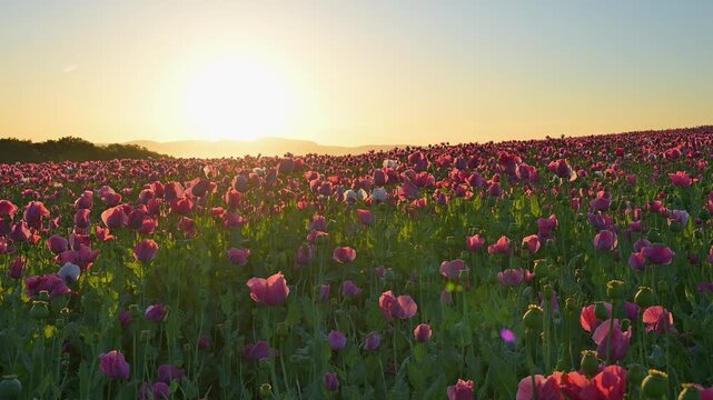 Schlafmohn (Papaver somniferum), bei  Sonnenaufgang, Sommer, Germerode, Geo Naturpark Frau-Holle-Land, Hoher Meissner, Hessen, Deutschland