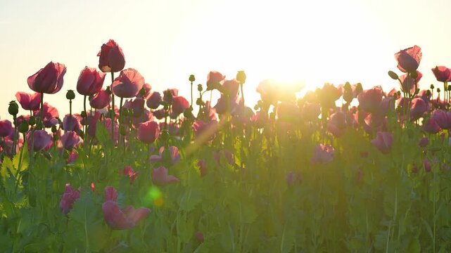 Schlafmohn (Papaver somniferum), bei  Sonnenaufgang, Sommer, Germerode, Geo Naturpark Frau-Holle-Land, Hoher Meissner, Hessen, Deutschland