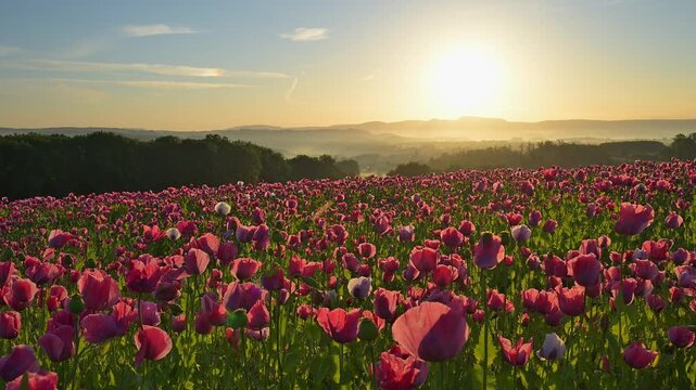 Schlafmohn (Papaver somniferum), Sommer, Germerode, Hoher Mei&szlig;ner, Werra-Mei&szlig;ner-Kreis, Hessen, Deutschland