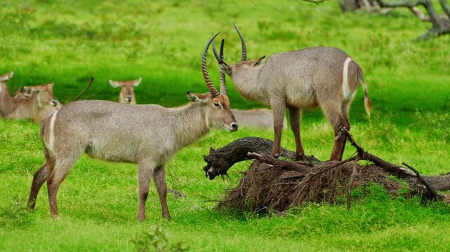 A herd of young antelopes frolics actively in a green meadow