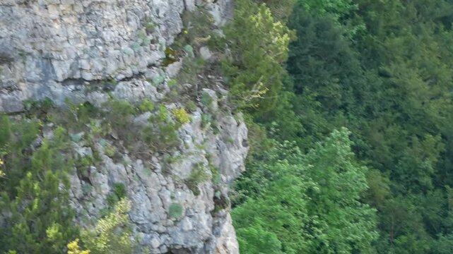 Close-up of a Griffon vulture (Eurasion griffon, Gyps fulvus) in gliding flight over a rocky canyon	