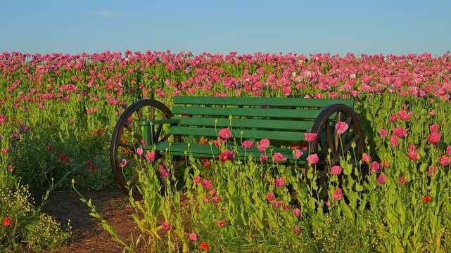Schlafmohn (Papaver somniferum), Sommer, Germerode, Hoher Mei&szlig;ner, Werra-Mei&szlig;ner-Kreis, Hessen, Deutschland