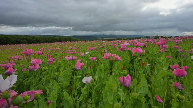 Schlafmohn (Papaver somniferum), Sommer, Germerode, Hoher Mei&szlig;ner, Werra-Mei&szlig;ner-Kreis, Hessen, Deutschland
