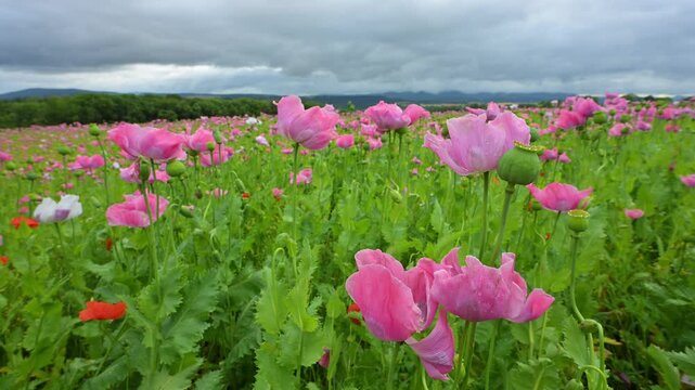 Schlafmohn (Papaver somniferum), Sommer, Germerode, Hoher Mei&szlig;ner, Werra-Mei&szlig;ner-Kreis, Hessen, Deutschland