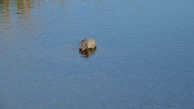 South Carolina, a Striated Heron (Butorides striata), also known as the little heron.