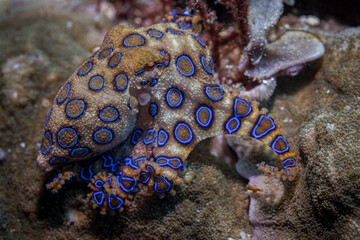 Blue ring octopus @ Komodo, Indonesia © Travel Tips Stories