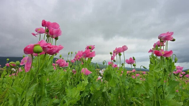 Schlafmohn (Papaver somniferum), Sommer, Germerode, Hoher Mei&szlig;ner, Werra-Mei&szlig;ner-Kreis, Hessen, Deutschland