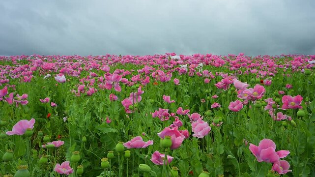 Schlafmohn (Papaver somniferum), Sommer, Germerode, Hoher Mei&szlig;ner, Werra-Mei&szlig;ner-Kreis, Hessen, Deutschland