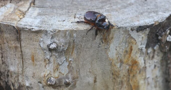 Oryctes Nasicornis Beetle Crawling on Rough Wood Macro