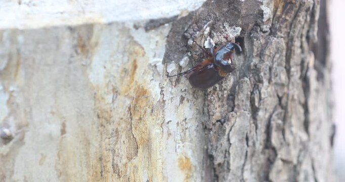 Detailed wildlife close-up showing a dark, shiny rhinoceros beetle holding onto textured tree bark. Great nature B-roll highlighting the insect's natural habitat and gripping claws
