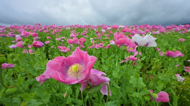 Schlafmohn (Papaver somniferum), Sommer, Germerode, Hoher Mei&szlig;ner, Werra-Mei&szlig;ner-Kreis, Hessen, Deutschland