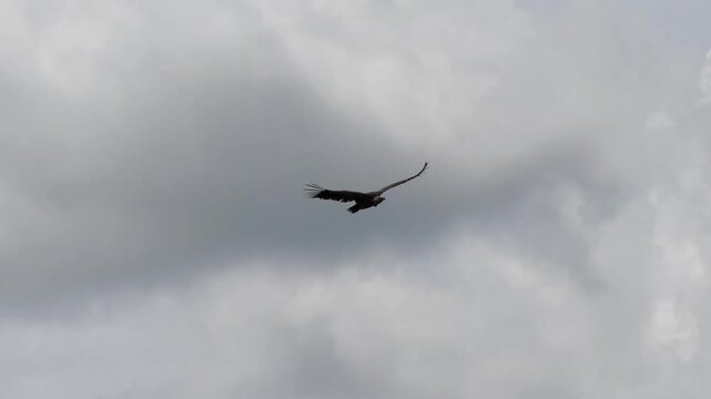 Close-up of a Griffon vulture (Eurasion griffon, Gyps fulvus) in gliding flight over a rocky canyon	