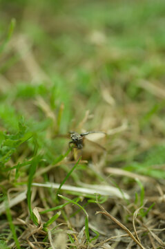 Agrypnus murinus appeared in the meadow during a picnic.