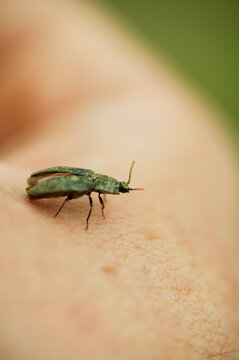 Agrypnus murinus appeared in the meadow during a picnic.