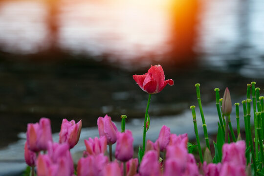 Red tulips with water droplets. Red tulips lit by sunlight.