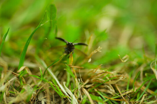 Agrypnus murinus appeared in the meadow during a picnic.