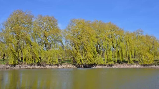 Trauer Weidenb&auml;ume am Seeufer unter blauem Himmel, fr&uuml;hlingshafte Atmosph&auml;re, Triesdorf, Weidenbach, Fr&auml;nkischen Seenland, Landkreis Ansbach, Mittelfranken, Bayern, Deutschland