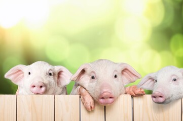 Little pink piglets run in garden at farm © BillionPhotos.com
