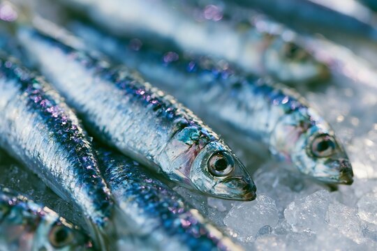 Close up of fresh whole sardines displayed on crushed ice, showcasing their shiny scales and detailed features in a seafood market setting