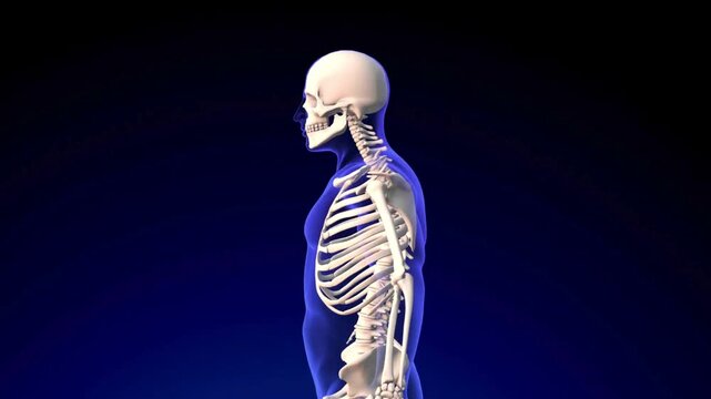3D medical animation of a male human skeleton rotating against a dark blue background
