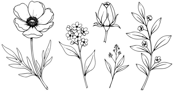Hand drawn botanical vector illustration set featuring various elegant floral elements on a white background