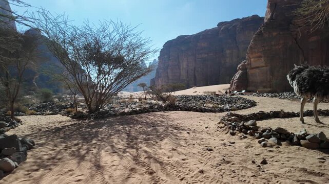 Wadi Alna'am, a scenic desert valley in AlUla, Saudi Arabia, featuring a barren tree, sandstone rock formations towering under a clear blue sky, and a bright sunstar in Saudi Arabia