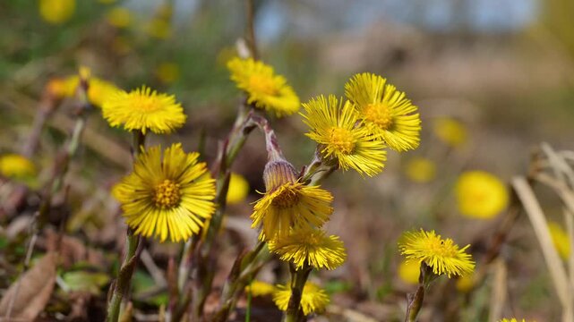 Huflattich (Tussilago farfara), Fr&uuml;hlimg, Triesdorf, Weidenbach, Fr&auml;nkischen Seenland, Landkreis Ansbach, Mittelfranken, Bayern, Deutschland 