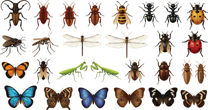 Detailed insect collection featuring butterflies beetles bees dragonflies ants flies and ladybugs vector illustration set