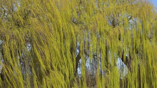 Nahaufnahme einer Trauer Weide mit h&auml;ngenden &Auml;sten unter einem blauen Himmel, Triesdorf, Weidenbach, Fr&auml;nkischen Seenland, Landkreis Ansbach, Mittelfranken, Bayern, Deutschland