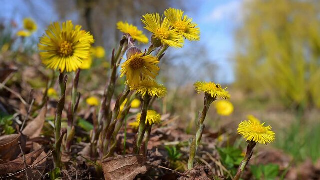 Huflattich (Tussilago farfara), Fr&uuml;hlimg, Triesdorf, Weidenbach, Fr&auml;nkischen Seenland, Landkreis Ansbach, Mittelfranken, Bayern, Deutschland 