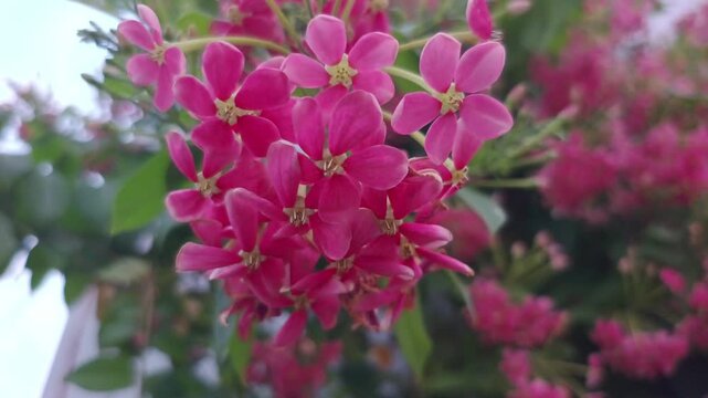 Beautiful Rangoon Creeper flowers blooming in the garden, close-up shot