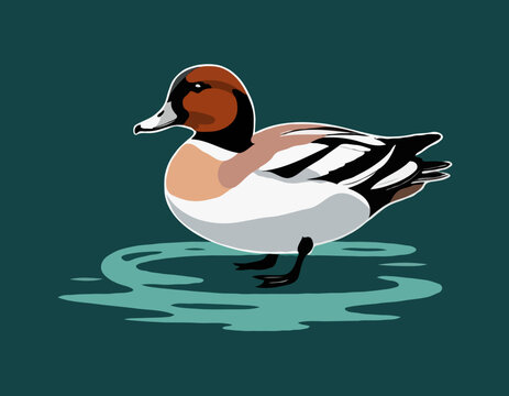 Wigeon