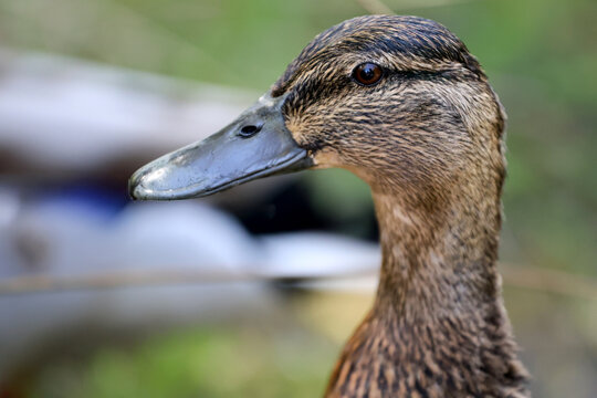 close up profile, eye level shot of female mallard, catch light in eye
