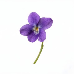Naklejka premium Vibrant purple flower a single bloom and potential flower bunch inspiration
