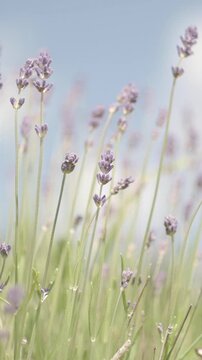 Dreamy lavender field background with gentle motion