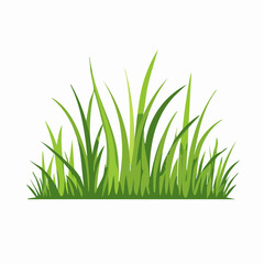 Fototapeta premium Green Grass Illustration