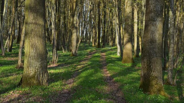 Sonnenstrahlen werfen Schatten auf den gr&uuml;nen Waldboden, Fr&uuml;hling, Buschwindr&ouml;schen, Gunzenhausen, Mittelfranken, Bayern, Deutschland
